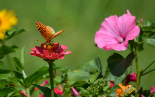 Butterfly flower field pink background - a pink flower in the foreground free wallpaper