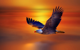 Bald eagle flying sunset reflection - a bald eagle free wallpaper