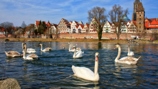 Swans lake cityscape impressionist scenery - tall building free wallpaper
