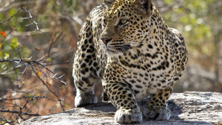 Leopard rock wildlife camouflage depth - looking free wallpaper