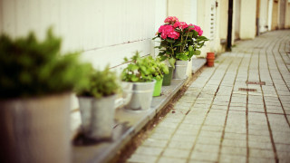 Potted plants ledge brickwalkway flower - a ledge next free wallpaper