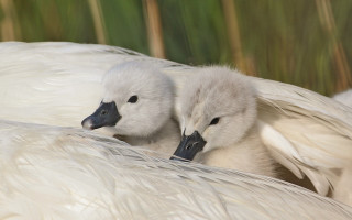 White birds feathers bamboo naturalism - two white bird free wallpaper