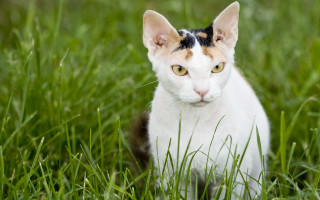 Cat grass serious eyes bamboo - a serious look free wallpaper