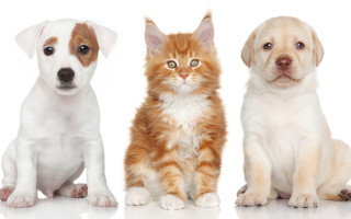 Three puppies cat white background - puppy free wallpaper