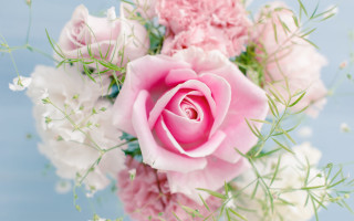 Pink rose white flowers vase - blue background free wallpaper
