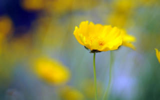 Yellow flower bokeh macro sun - blurry background of flowers free wallpaper