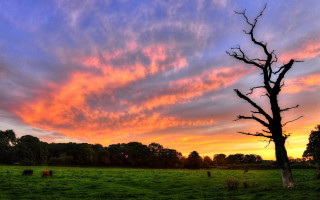 Tree field sunset clouds cows - a few cow free wallpaper