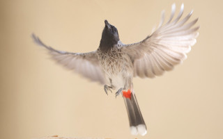 Bird flying over bread wings - open free wallpaper