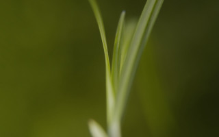 Green plant macro shallow depth 3 - a blurry background of grass free wallpaper