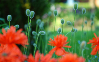 Red flower field bokeh autumn - red flower free wallpaper