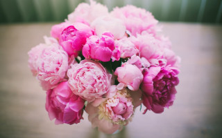 Pink flowers vase still life - a vase free wallpaper for desktop
