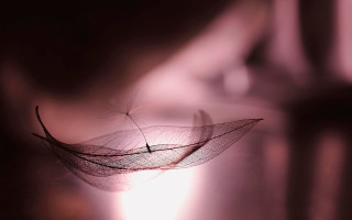 Leaf light moon blurry closeup - delicate free wallpaper
