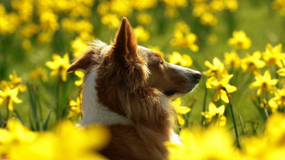 Dog field yellow flowers autumn - yellow flower free wallpaper