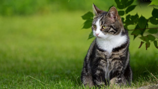 Cat grass distant tree blurry - a tree in the background free wallpaper