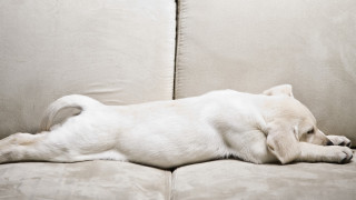 White dog laying couch pillow - eye closed free wallpaper
