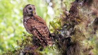 Brown owl forest branch moss - owl free wallpaper