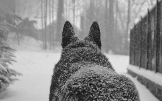 Dog snowy fence forest bw - david budd free wallpaper for desktop