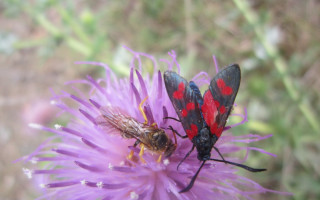 Red black bugs purple flower - free nature wallpaper for desktop