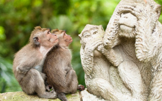 Monkeys rock statue shiba inu - a rock next free wallpaper