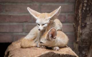 Small foxes cuddle brick wall - small free wallpaper