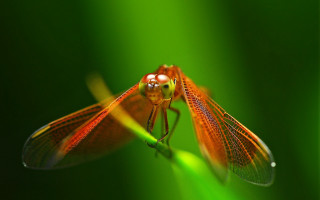 Dragonfly closeup green blurry macro - a blurry background of grass free wallpaper