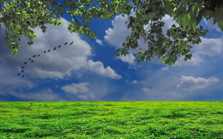 Birds flying over green field - cloud and sun rays free wallpaper