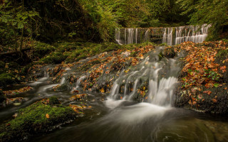 Small waterfall forest leaves stream - lot of leaves free wallpaper