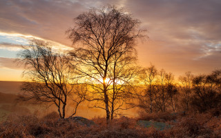 Sunset trees foggy sky early - a foggy sky in the background free wallpaper for desktop