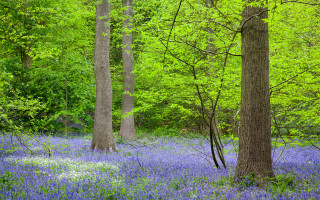 Forest blueflowers trees shadows nature - blue flower free wallpaper for desktop