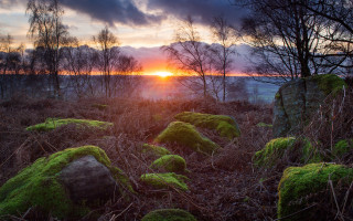 Sunset forest moss rocks trees - a dark sky in the background free wallpaper