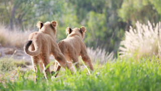 Lions running grassy field wildlife - charlotte nasmyth free wallpaper for desktop