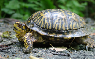 Turtle grass dirt zoo enclosure - e. simms campbell free wallpaper