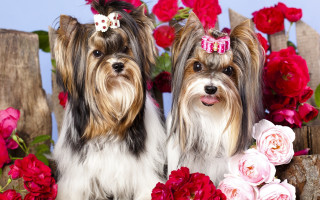 Dogs flowers fence glamor kitsch - glamor pose free wallpaper