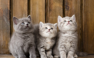 Three kittens wooden background animals - free cats wallpaper