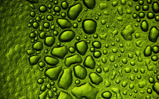 Green water drops macro bush - free rain wallpaper for desktop