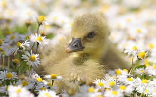 Duckling daisy field blurry background - sitting free wallpaper