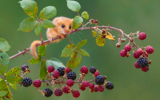 Small animal berry plant microscopic - a small animal free wallpaper