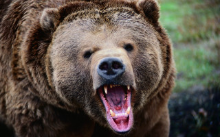 Brown bear open mouth teeth 2 - tooth wide free wallpaper