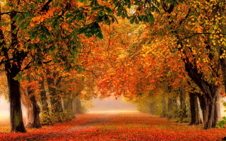 Autumn forest leaves fire sunset 3 - a path free wallpaper
