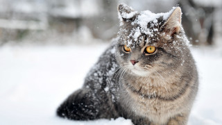 Cat snow winter impressionism yellow - the snow free wallpaper