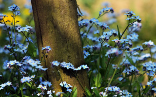 Blue flower tree field butterfly - blue flower free wallpaper