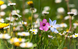 Wildflowers daisies field bokeh blurry - yellow free wallpaper