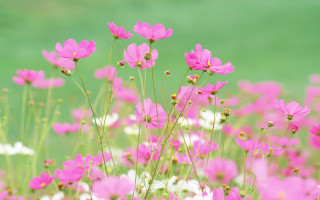 Pink flowers white flower field - white flower free wallpaper
