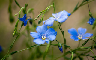 Blue flowers green stems bokeh - blue flower free wallpaper