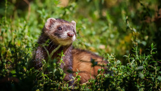 Small animal smiling grass nature - a small animal free wallpaper