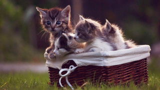 Kittens basket grass animal focus - a basket together free wallpaper