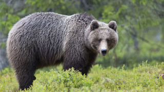 Brown bear standing green field 2 - a lush green field next free wallpaper