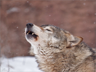 Wolf looking up open mouth - mouth free wallpaper for desktop