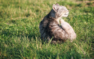 Cat tilted head grass blurry - catrin g grosse free wallpaper