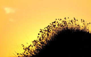 Bird hill yellow sky plant - the hill free wallpaper for desktop